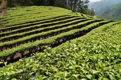 那么美的普洱茶山，千萬別讓開發熱潮給毀了